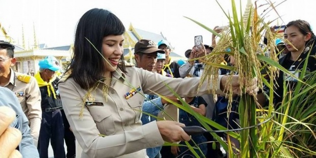 ปีติ“คุณใหม่ สิริกิติยา” เกี่ยวข้าวแปลงนา บริเวณ พระเมรุมาศ ท้องสนามหลวง