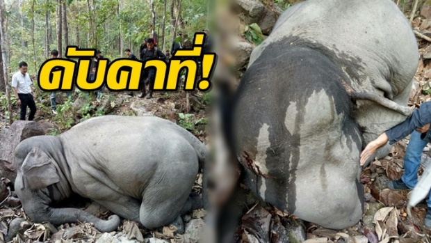 สุดเศร้า!! จนท.พบศพช้างพลายสมรักษ์ คาดอาจตกจากหน้าผาตายคาที่