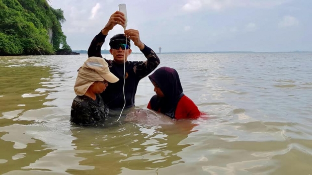 แมงกะพุรน’ อุปสรรคในการดูแลพะยูนน้อยมาเรียม