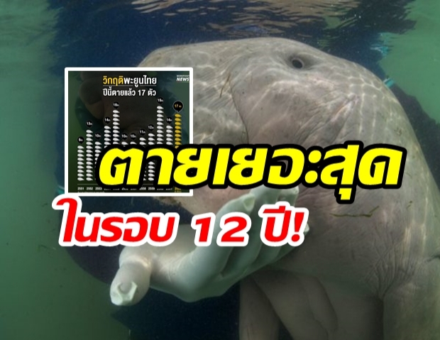 เปิดสถิติเทียบ! “ปี 62 พะยูนตายแล้ว 17 ตัว”  ตายมากที่สุดเมื่อเทียบกับสถิติช่วง 12 ปีที่ผ่านมา