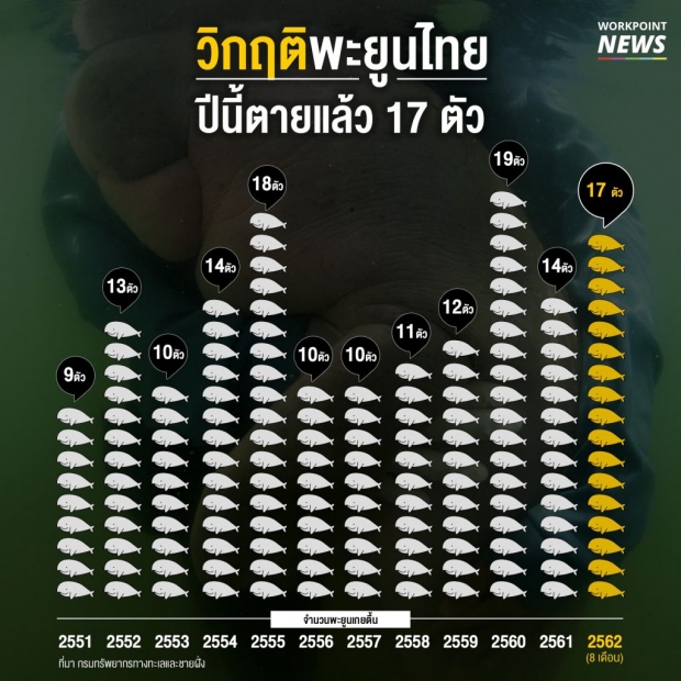 เปิดสถิติเทียบ! “ปี 62 พะยูนตายแล้ว 17 ตัว”  ตายมากที่สุดเมื่อเทียบกับสถิติช่วง 12 ปีที่ผ่านมา