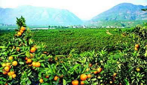 อากาศแปรปรวนคาดผลผลิตส้มปีนี้มีน้อยรายได้เข้าพื้นที่	