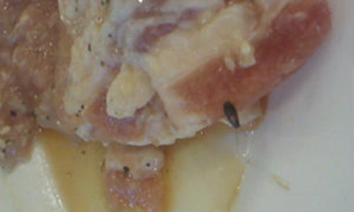 [มีคลิป] สาวผงะ! กินหมูกะทะ แถมลูกแมลงสาบเป็นฝูง