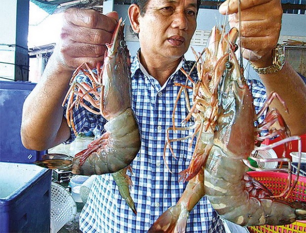 กุ้งจังโก้โผล่อ่าวไทย-หายไป10ปี เป็นพ่อพันธุ์กุลาดำ จับส่งขายตัวละ3พัน