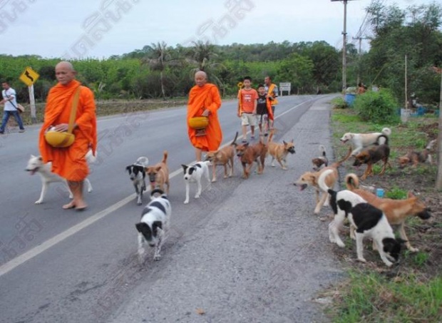 ฝูงตูบร่วม30 ตัวกตัญญูตามพระบิณฑบาตทุกเช้า