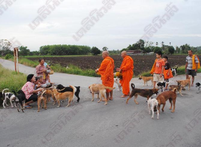 ฝูงตูบร่วม30 ตัวกตัญญูตามพระบิณฑบาตทุกเช้า