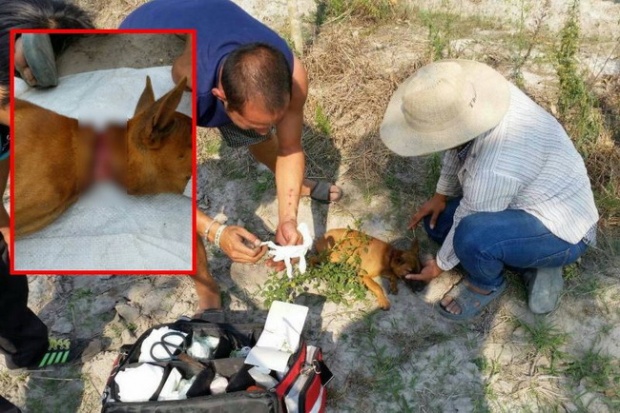 กู้ภัยปราจีนฯ เข้าช่วยเหลือลูกสุนัขถูกเชือกรัดคอหวิดขาด