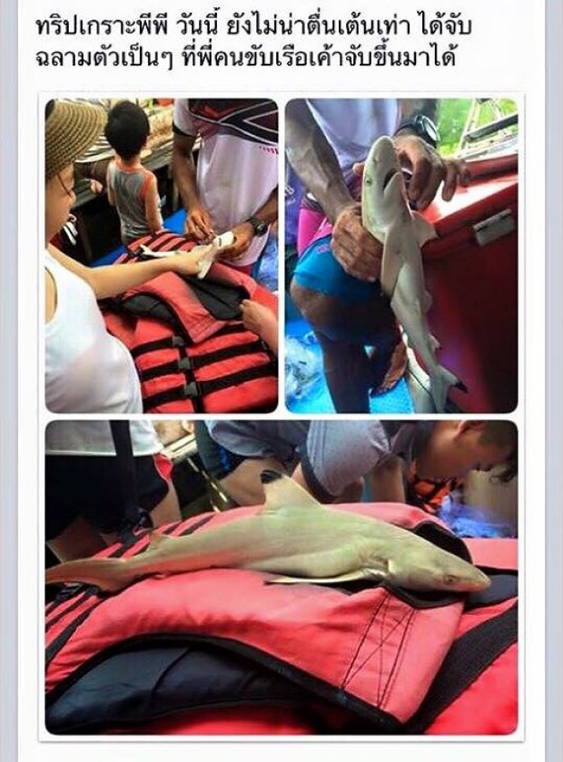 ยังไม่เลิก!! ทัวร์เกาะพีพี รอบนี้จับลูกฉลามให้นักท่องเที่ยวสัมผัส