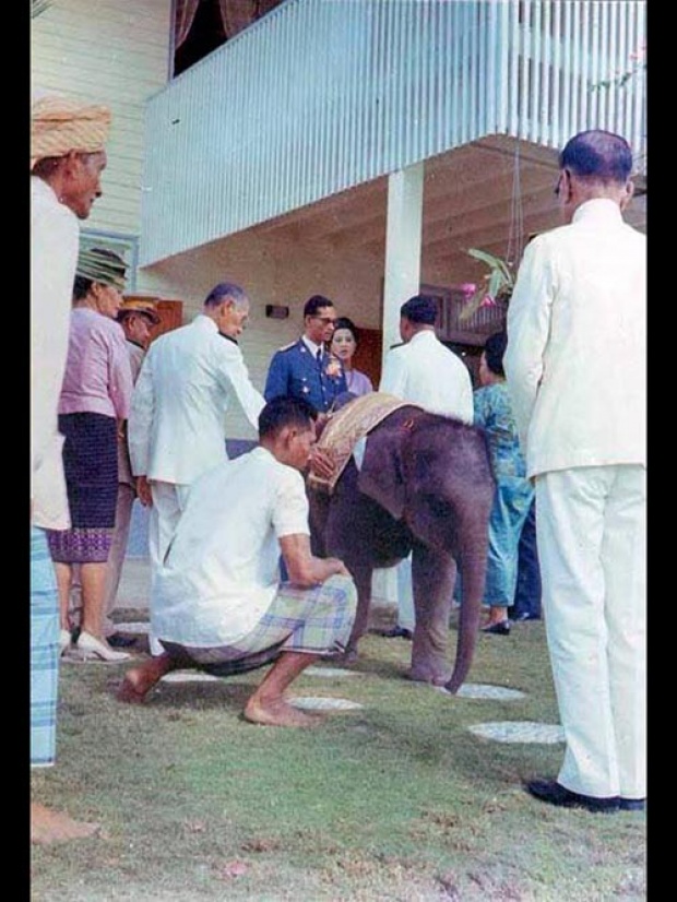 เปิดเรื่องเล่า พระเศวตสุรคชาธารฯ ช้างเผือก ประจำรัชกาลที่ 9