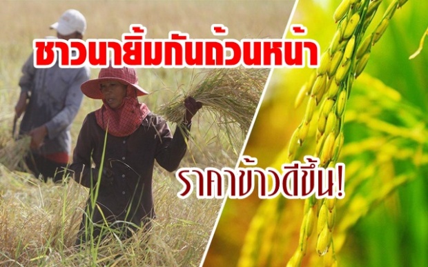  ปีทองข้าวหอมมะลิไทย ราคาแพงสุดในรอบ 5 ปี