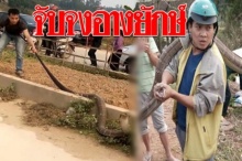 สุดระทึก! เผยนาทีจับจงอางยักษ์ ขู่กลางถนนใช้คนจับถึง 3 คน!(มีคลิป)