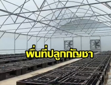 ลุย!ตรวจสอบสถานที่ปลูกกัญชา ตั้งเป้าสกัดน้ำมัน 1 ล้านซีซี