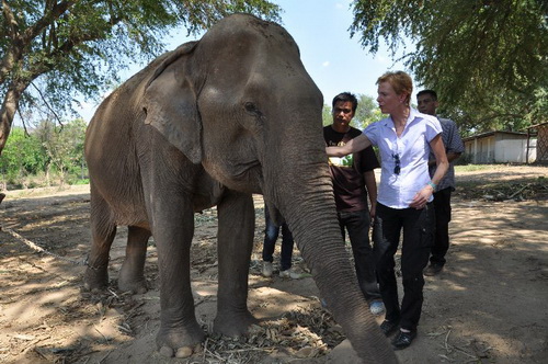 ทูตสหรัฐฯ จี้ไทยเร่งแก้ปัญหาล่าช้างและสัตว์ป่าหายาก ระบุต้องออกกฎระเบียบให้ชัด