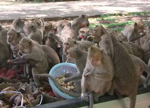 แนวคิดสุดเจ๋ง! กรมอุทยานสัตว์ป่าฯทำบัตรประชากรลิง