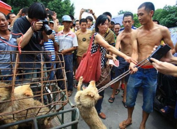 พ่อค้าชั่วทรมานหมาเก็งกำไร บีบคนสงสารซื้อช่วยชีวิต