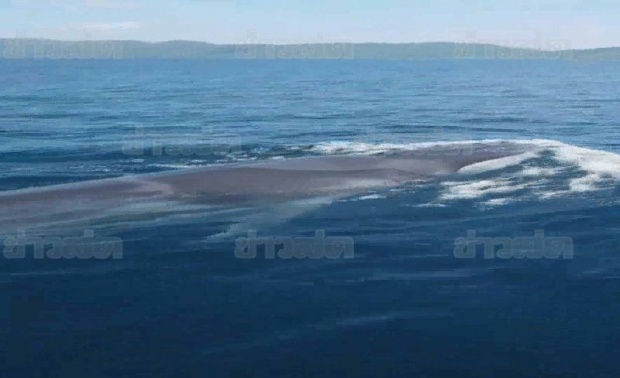 นทท.ฮือฮา!! ชมวาฬบรูด้าตัวใหญ่ ที่หมู่เกาะสุรินทร์ 