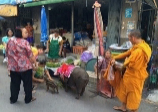 ฮือฮา!! พระบิณฑบาตรพร้อมหมูป่า..แจกฟรีพร้อมเงินอีกหนึ่งแสน!!