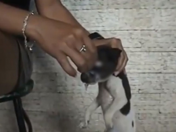 กลุ่มพิทักษ์สัตว์สิงคโปร์ ตามล่าสาวใจเหี้ยม จับลูกสุนัขมัดปาก ก่อนใช้บุหรี่ติดไฟจี้ตา