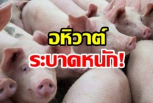 เฝ้าระวังนำเข้าหมู! จีน-มองโกเลีย อหิวาต์ระบาดหนัก 