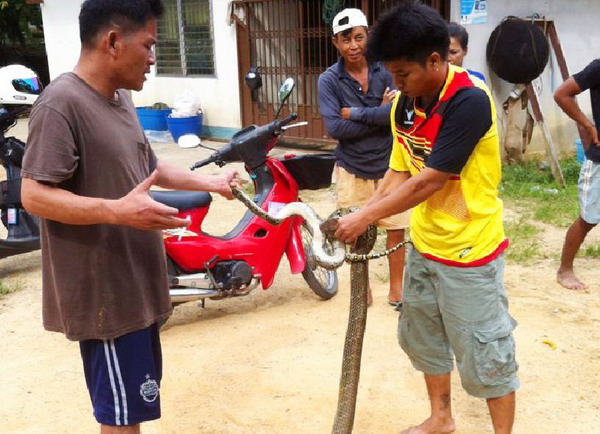 หวั่นเกิดลางร้าย! ชาวบ้านภูเก็ตพบงูจงอางยักษ์รัดกินงูเหลือม 