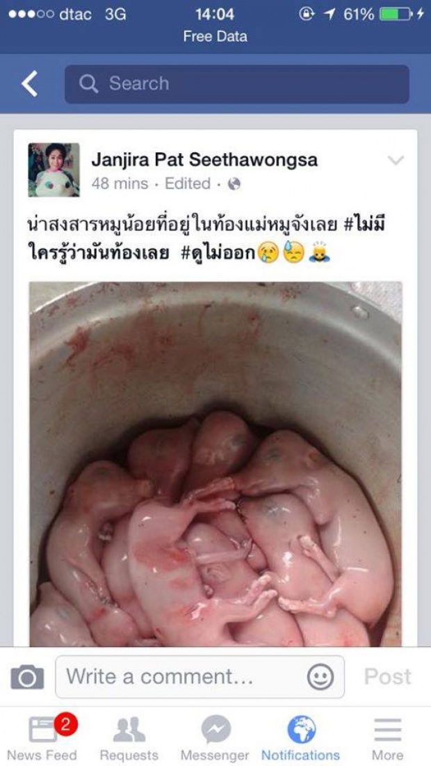 ภาพสลด!!.. พลาดเชือดแม่หมูโดยไม่รู้ว่าในท้องมีลูกหมูนับสิบ!!