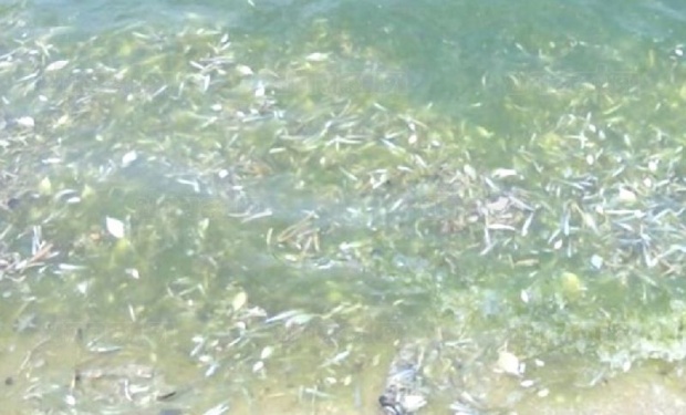 แห่เก็บปลาตายเกลื่อนหาดบางแสน คนละหลายสิบกิโลฯ นักวิชาการแจงปรากฏการณ์!!