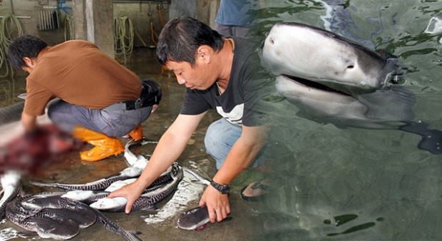 ชาวประมงไต้หวัน!!! “ทำการผ่าท้องเเม่ฉลามเสือที่ติดอวนเสียชีวิต” เพื่อช่วยฉลามตัวน้อยๆในท้อง!!!