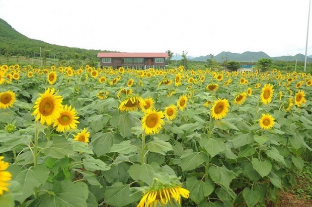 เปิดภาพ บ้านพักของ ในหลวง บ้านเลขที่ 1 ในโครงการ ช่างหัวมัน 