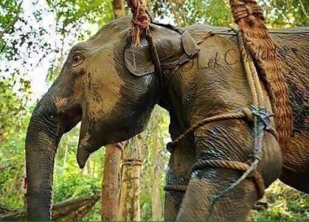 ชีวิตที่น่าสงสารของช้างไทย!!!! ฝรั่ง Amazing ช้างไทยแต่เหมือนคนบางกลุ่มยังไม่เห็นค่าชีวิตพวกมันเลย
