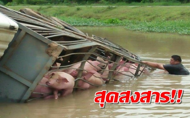 สุดสะเทือนใจ!! หกล้อบรรทุกหมูพลัดตกคลอง คาดหมูจมน้ำตายเพียบ!