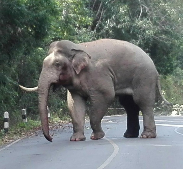 ฟาดฟันกันจนงาหัก ช้างเพศผู้แย่งความเป็นหนึ่ง ณ อุทยานฯ เขาใหญ่  