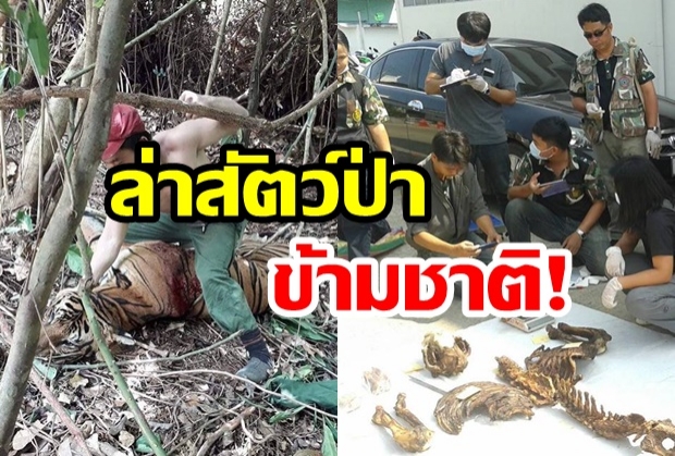 รวบจับ! พรานเวียดนามล่าเสือโคร่งในไทย ตามใบสั่งเครือข่ายลักลอบค้าสัตว์ป่าข้ามชาติ