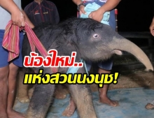 วินาที ”พลายน้ำพุ” สวนนงนุช ลืมตาดูโลก