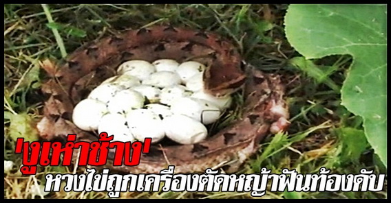 ขอบคุณภาพจาก "คมชัดลึก"