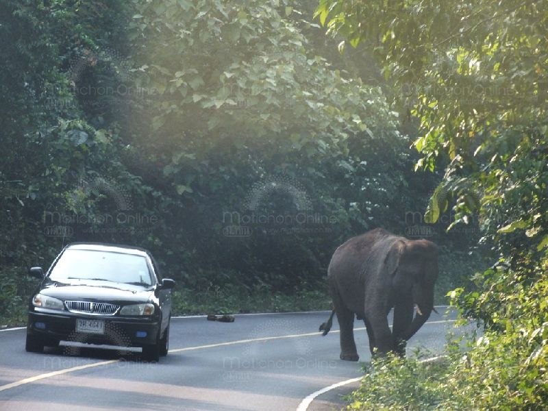 เตือนห้ามผ่าน!ช้างป่าบนเขาใหญ่ แค้นคนรบกวน ดักทำร้ายรถกลางถนน 6โมงเย็น-3ทุ่ม 