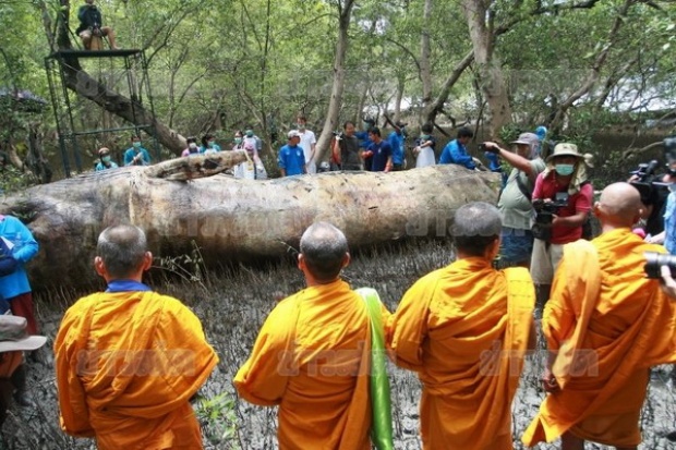 จนท.ทรัพยากรทางทะเลฯ เร่งเก็บซากวาฬบรูด้า - นิมนต์พระสวดอุทิศดวงวิญญาณ 