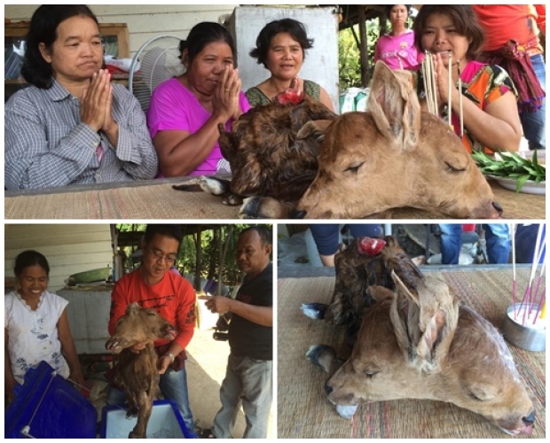 ชาวบ้านเมืองช้างแห่ดูวัวประหลาดคลอดลูกออกมามี 2 หัว