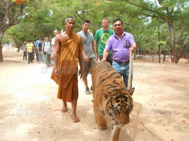 แพทย์ยัน ‘หลวงตาจันทร์’ กระดูก-ฟันหักจากลื่นล้ม เสือตะปบแค่แผลข่วน!!