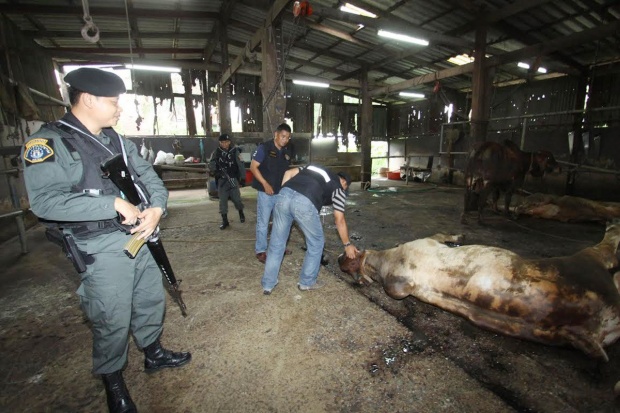 บุกจับโรงฆ่าสัตว์เถื่อน 2 แห่ง ที่นนทบุรี ป้องกันเชื้อโรคระบาดสู่คน