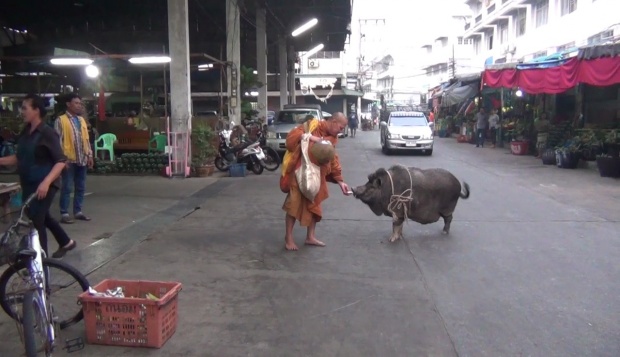 ฮือฮาทั้งตลาด!! หลวงพ่อวัดดังเดินบิณฑบาต เหมือนไม่มีอะไร ก่อนหันไปเจอลูกศิษย์? (มีคลิป)