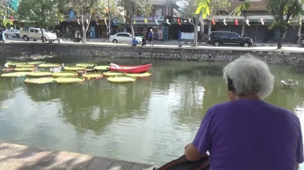 เร่งรื้อ! “บัวกระด้งจำลอง” คูเมืองเชียงใหม่ หวั่นนทท.เข้าใจผิด จนเกิดอันตราย