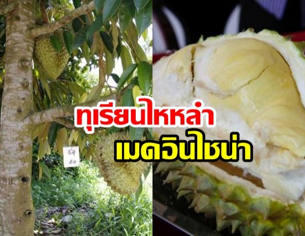 เอาล่ะสิ!! ​​จีนทดลองปลูกทุเรียนสำเร็จแล้ว ชาวสวนไทยมีหนาว