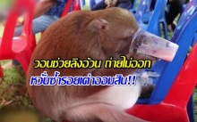 หวั่นซ้ำรอยเต่าออมสิน!! วอนช่วยลิงอ้วน ถ่ายไม่ออก คาดกินเหรียญเงินบริจาค! (คลิป)