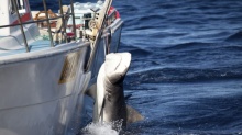 ผลวิจัยพบหาก ฉลาม สูญพันธ์ุ จะสร้างผลกระทบอย่างคาดไม่ถึงในระบบนิเวศน์