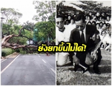 ต้นจามจุรีที่ ร.9 ทรงปลูกในรั้วจุฬาฯ ล้มลงหลังฝนถล่มหนัก รากขาด - ยกขึ้นอีกไม่ได้ 