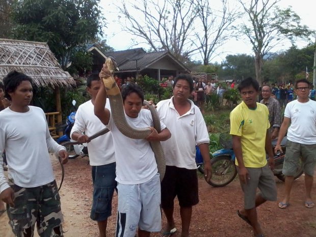 พ่อค้าหมูเปิดใจสุดระทึก หลังโชว์จับจงอางยักษ์ด้วยมือเปล่า