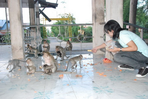 ลิงโบราณบ้านหว้านใกล้สูญพันธุ์ แก๊งค์เปิบพิสดารดักจับไปขาย 