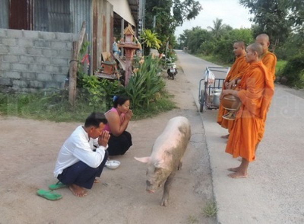 ทึ่ง ‘หมูแสนรู้’ ออกบิณฑบาตกับพระสงฆ์