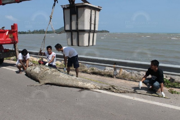 สลด! พบซากวาฬเพชฌฆาตดำเกยหาดชุมพร