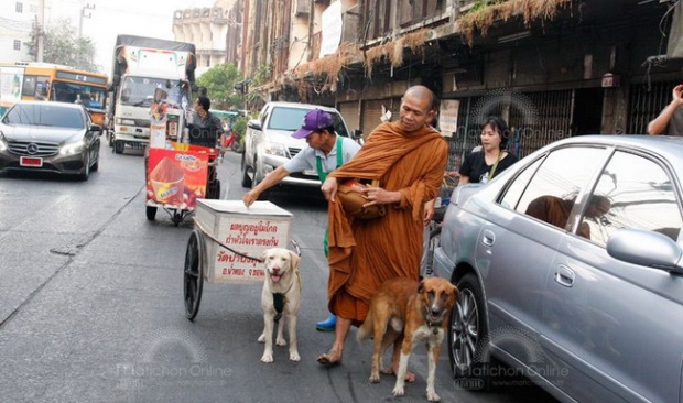 สุดน่ารัก เจ้าโชค-หลินปิง 2ตูบหมาวัด ตามก้นพระออกบิณฑบาต